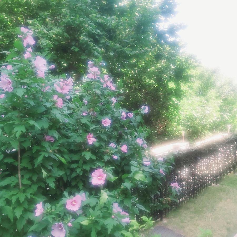 Daire Saint Nicholas Lovely 2 Bedroom With Sunny Garden *
